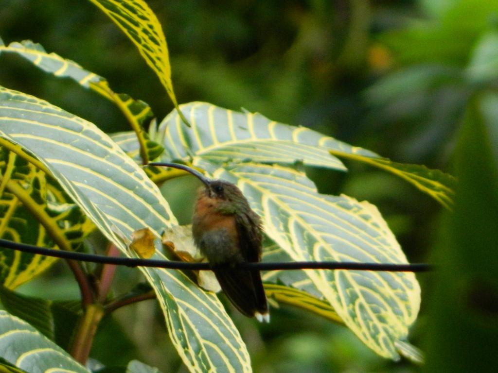 Bicho Do Mato Suites Guapimirim Exteriör bild